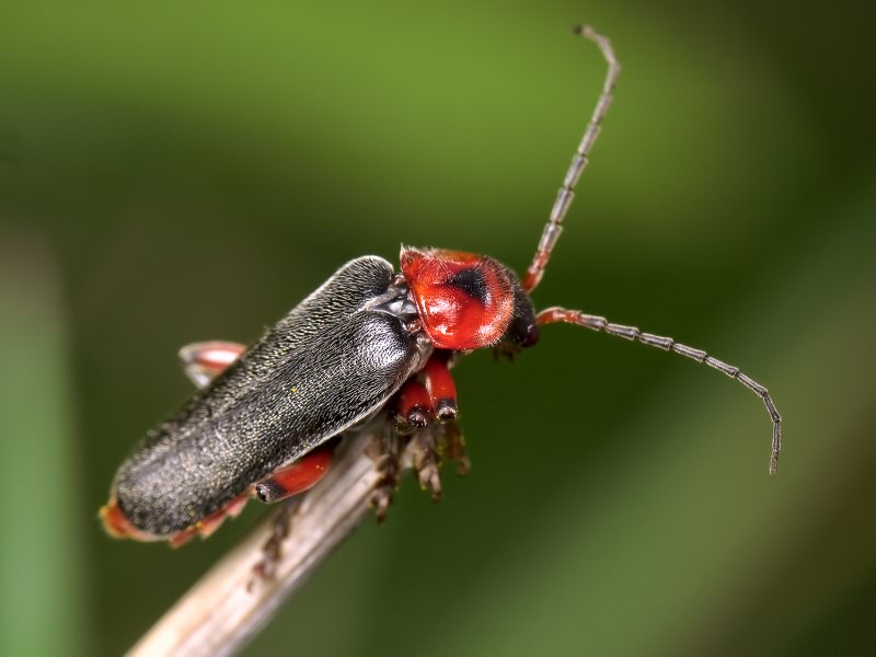 Cantharis rustica Fallen, 1807